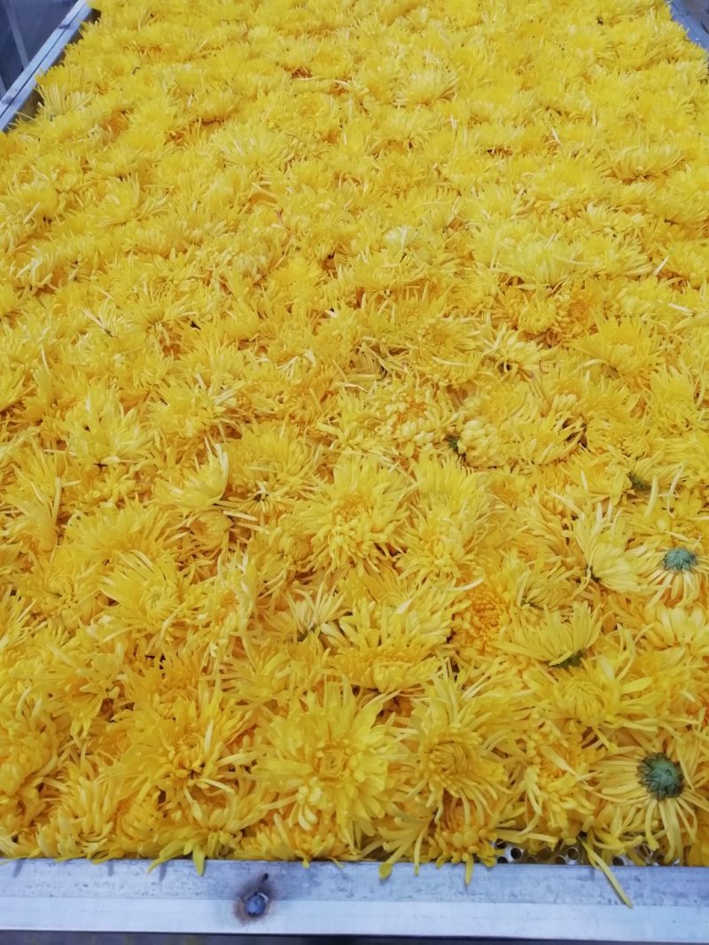 金丝皇菊茶