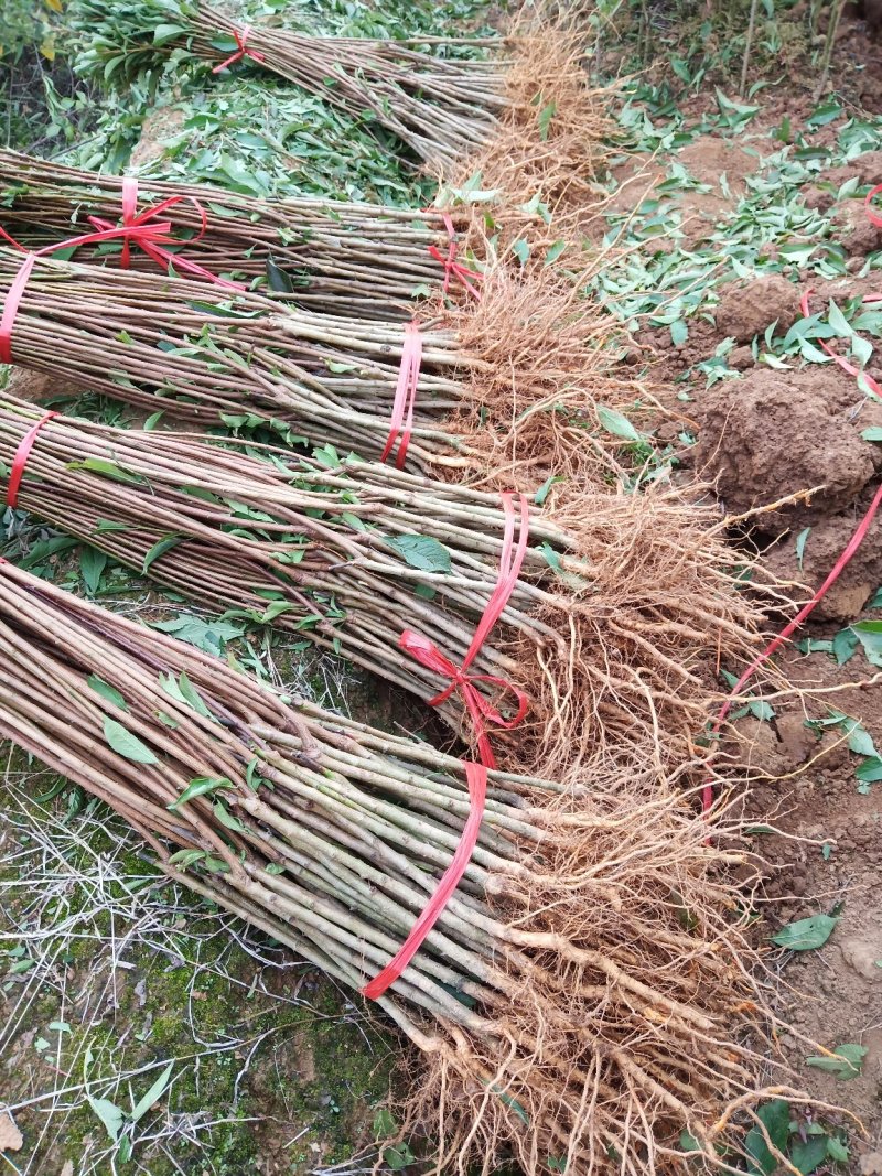 蜂糖李苗一基地直供、根系发达、粗壮无病1年苗