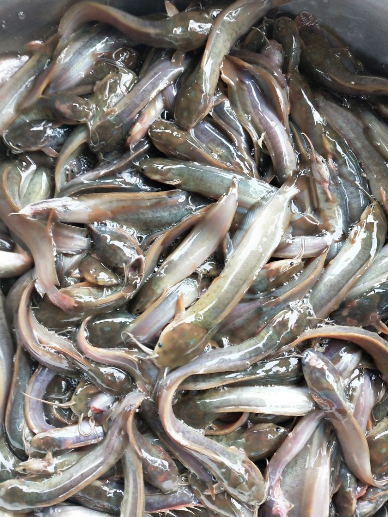 杂交三黄塘鲺苗皮毛好、防疫好、包质、包量提供养殖技术