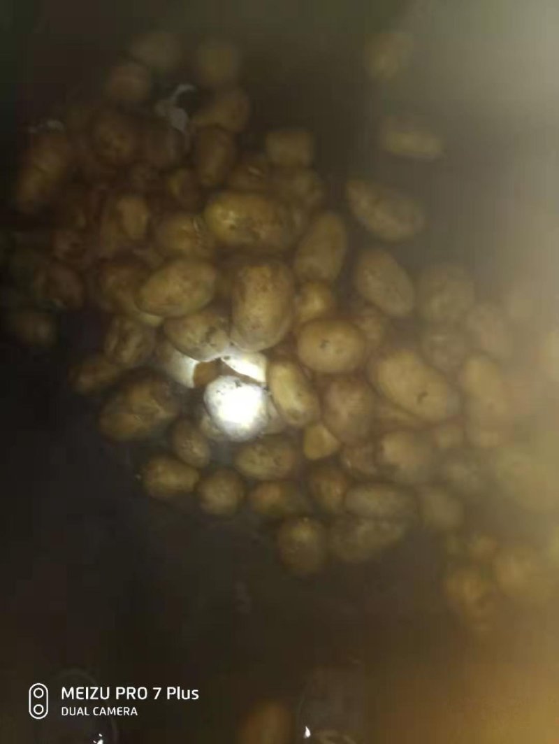 精品土豆大量有货以质论价合作共赢
