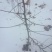 水蜜桃苹果树苗【二年树】