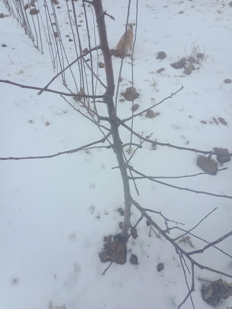 水蜜桃苹果树苗【二年树】