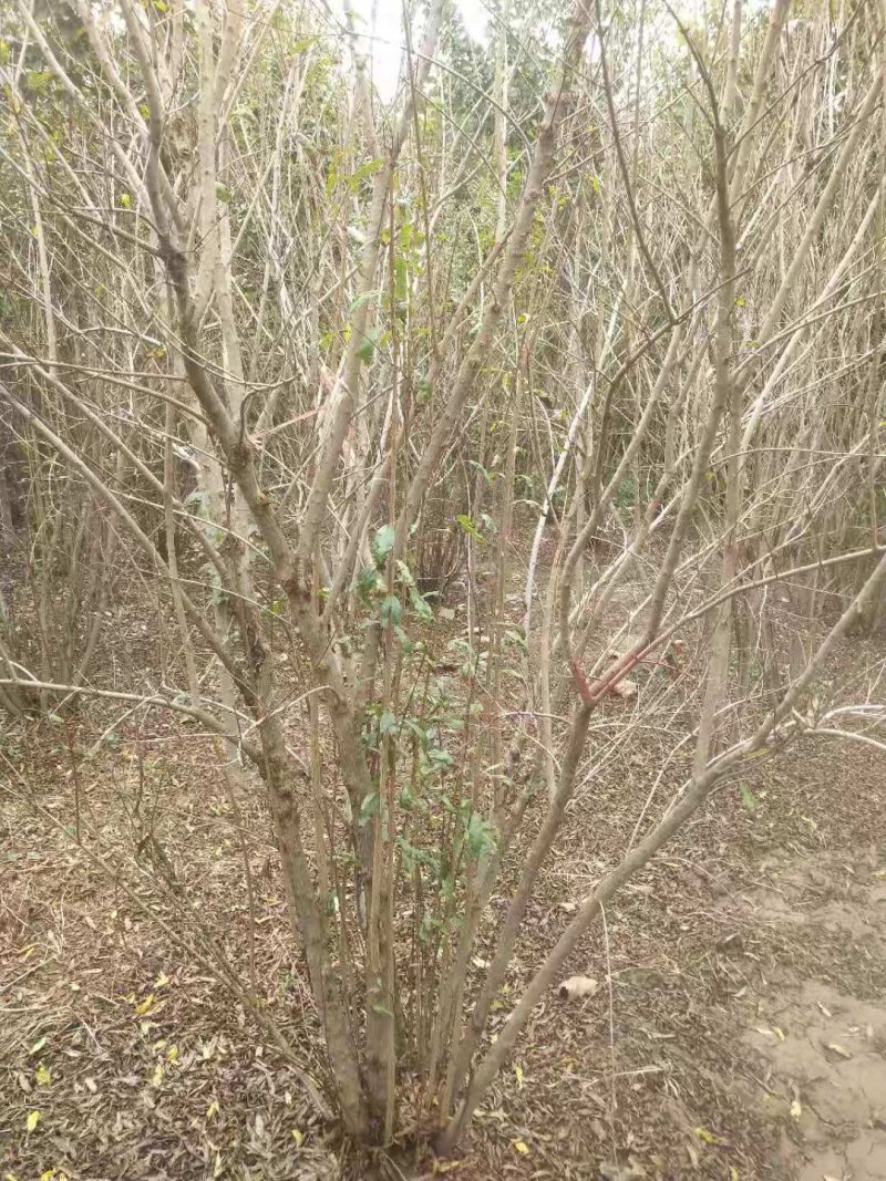 花石榴果石榴古树桩造型石榴独杆丛生假植苗原生苗