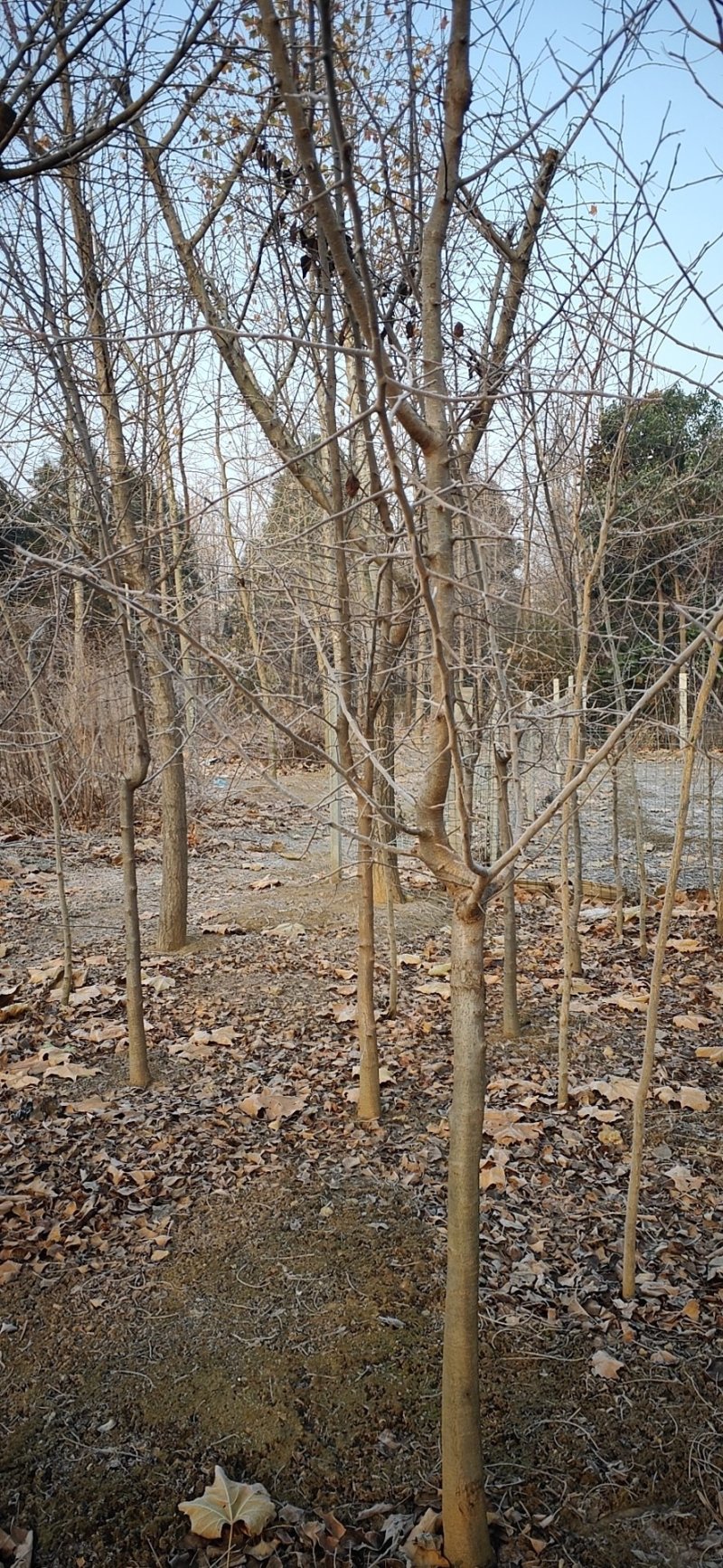 花石榴果石榴古树桩造型石榴独杆丛生假植苗原生苗