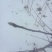 水蜜桃苹果树苗【二年树】