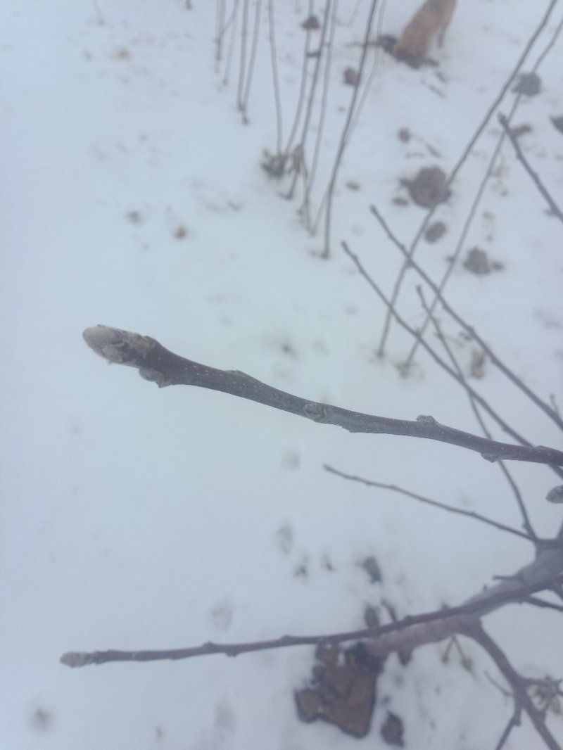 水蜜桃苹果树苗【二年树】