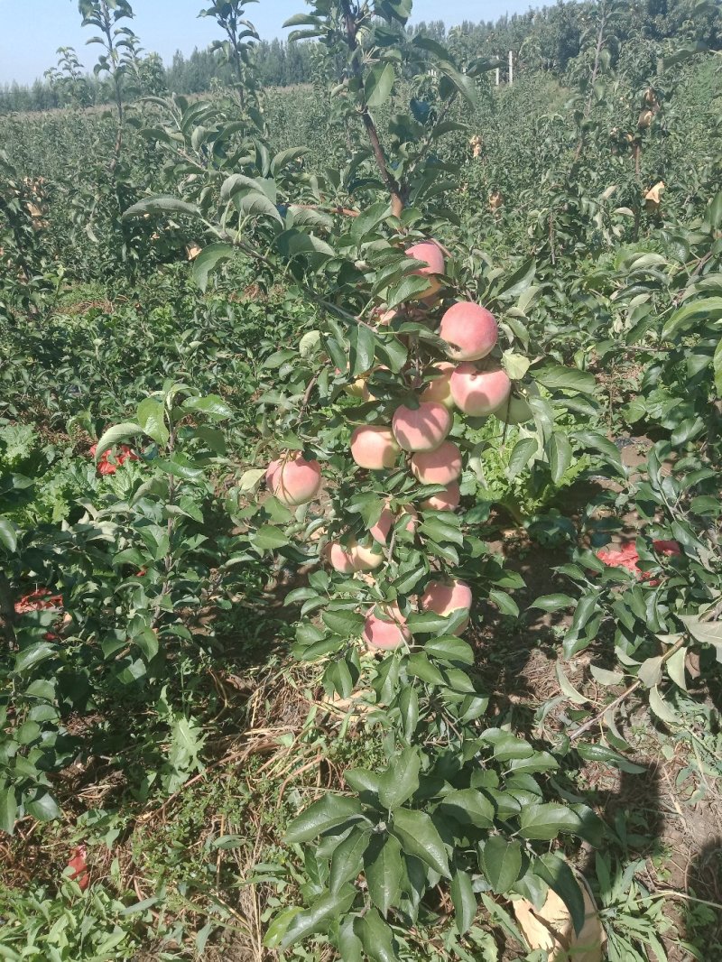 水蜜桃苹果树苗【二年树】
