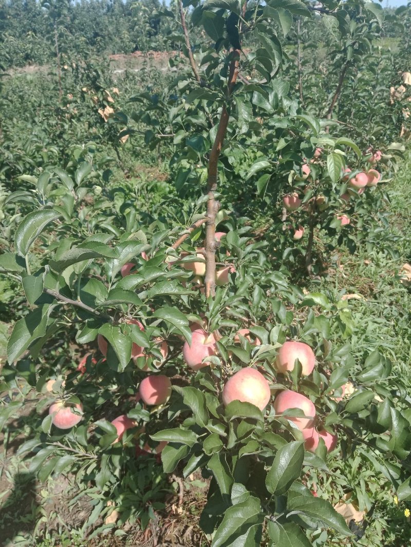 水蜜桃苹果树苗【二年树】