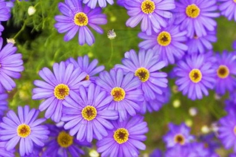 五色菊籽种易种易活花海公园庭院观赏植物