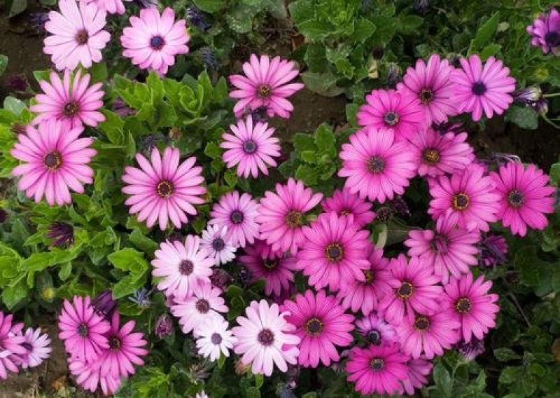 五色菊籽种易种易活花海公园庭院观赏植物