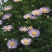 五色菊籽种易种易活花海公园庭院观赏植物