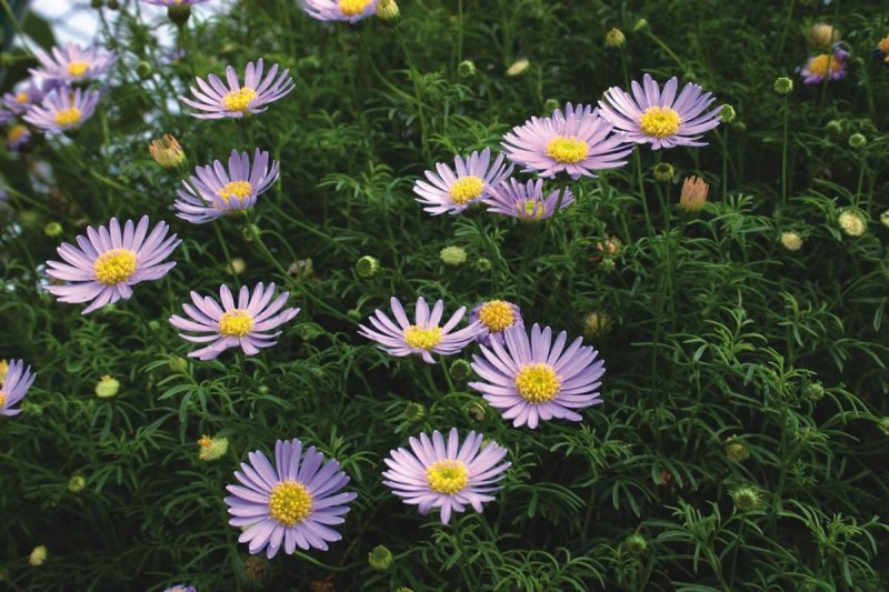 五色菊籽种易种易活花海公园庭院观赏植物