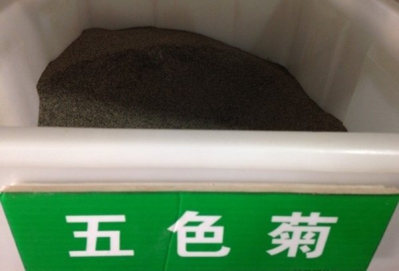 五色菊籽种易种易活花海公园庭院观赏植物