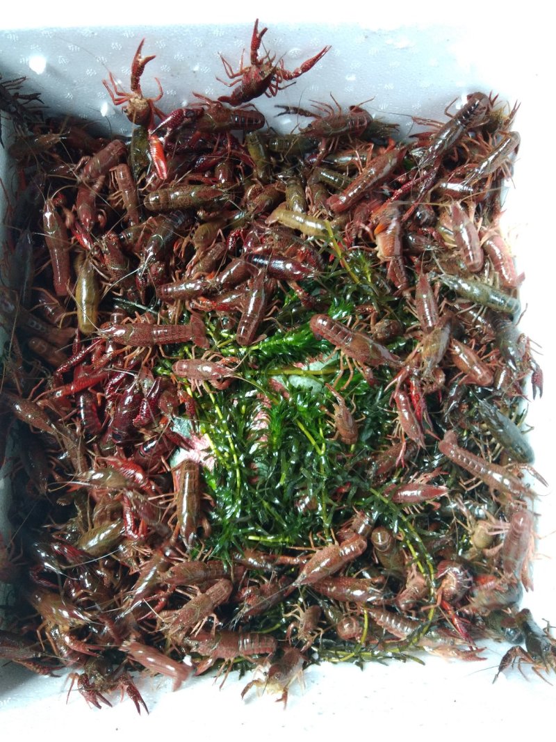 青虾苗质量杠杠滴.当天打捞