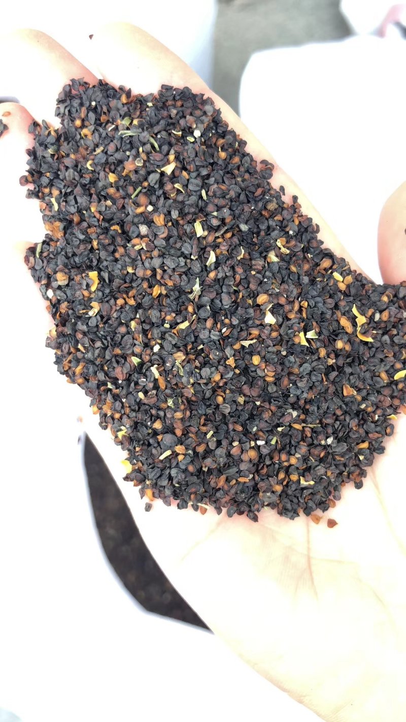 五彩石竹种子常夏石竹花种籽子四季开花混色易种须苞石竹