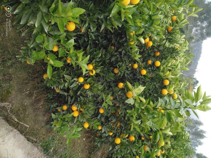 晚熟品种阿尔及利亚夏橙苗