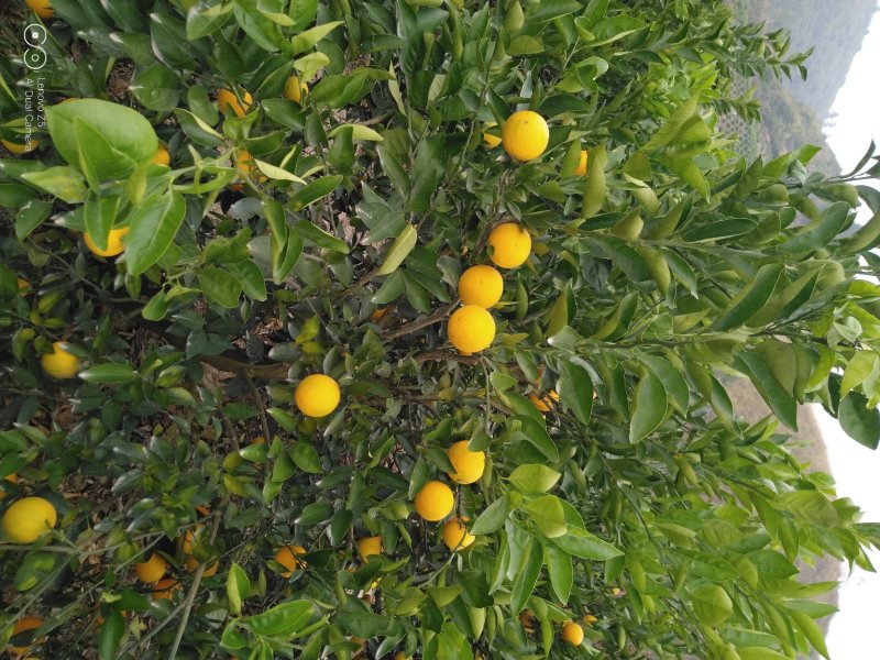晚熟品种阿尔及利亚夏橙苗