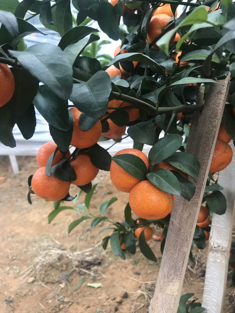 正宗砂糖橘/广西柑桔/精选砂糖橘/颗颗饱满产地直发品质