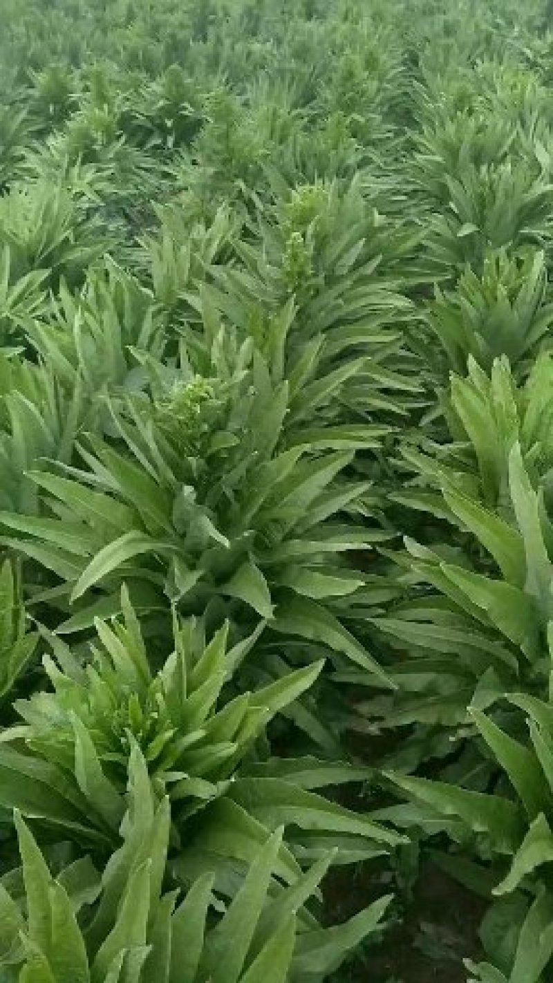 优质莴笋大量上市有要的连系