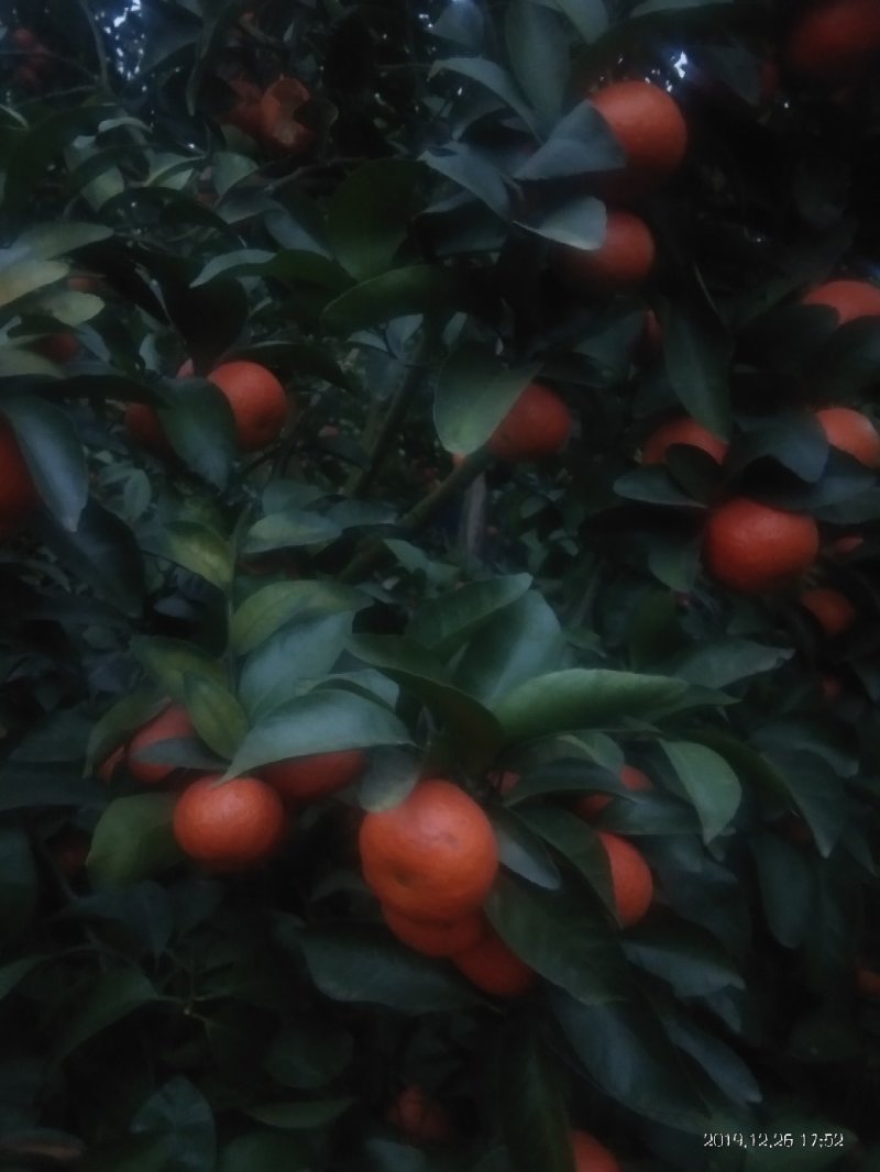 砂糖橘