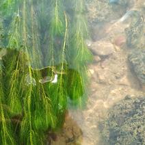 穗花狐尾藻.伊乐藻.黑叶轮藻.狐尾藻.金鱼藻水草大量供应