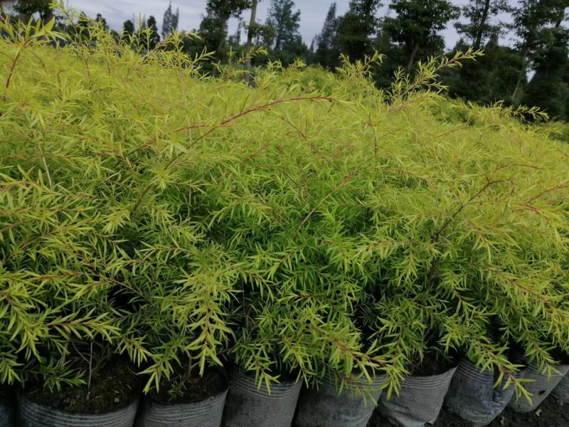 千层金，金叶红千层，千层金基地，千层金价格成都千层金批发