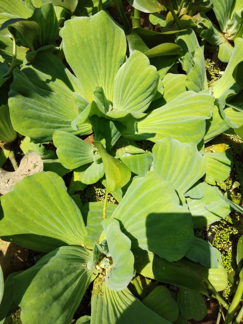 轮叶黑藻.伊乐藻.狐尾藻.眼子菜.苦草.空心莲.水葫芦.