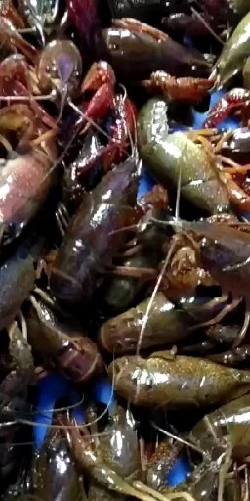 小龙虾与鱼种混养6-8钱（30-40克）活虾