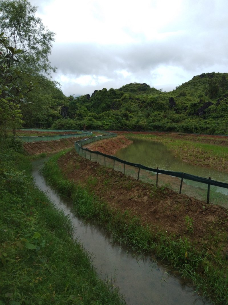 小龙虾与鱼种混养6-8钱（30-40克）活虾