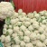 【有机花菜】有机花莱小米粒松花私产产地直发量大优惠电联