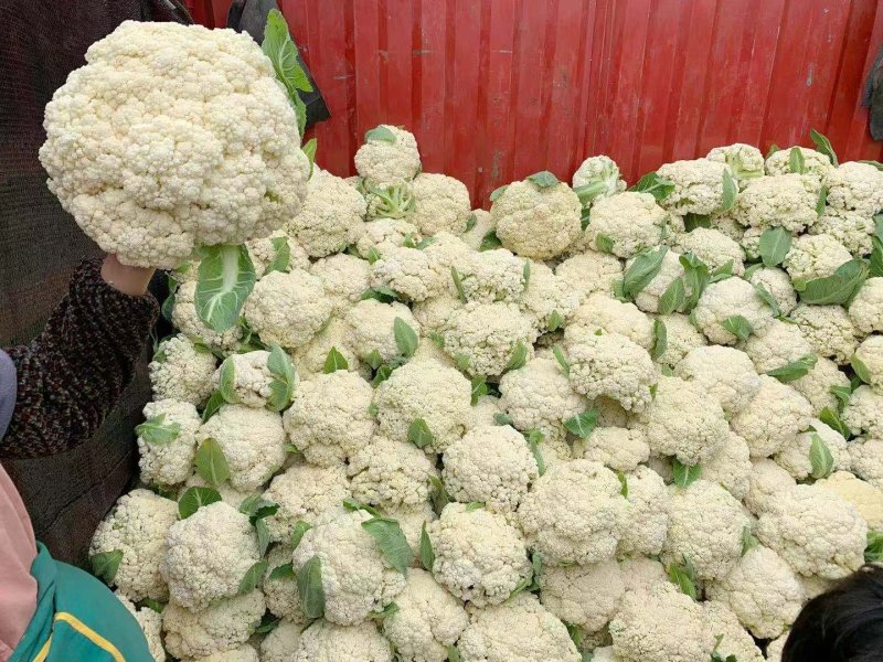 【有机花菜】有机花莱小米粒松花私产产地直发量大优惠电联