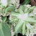 【有机花菜】有机花莱小米粒松花私产产地直发量大优惠电联
