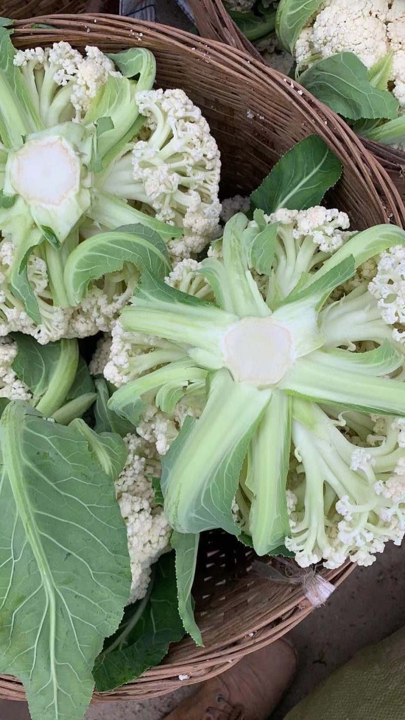 【有机花菜】有机花莱小米粒松花私产产地直发量大优惠电联