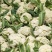 【有机花菜】有机花莱小米粒松花私产产地直发量大优惠电联