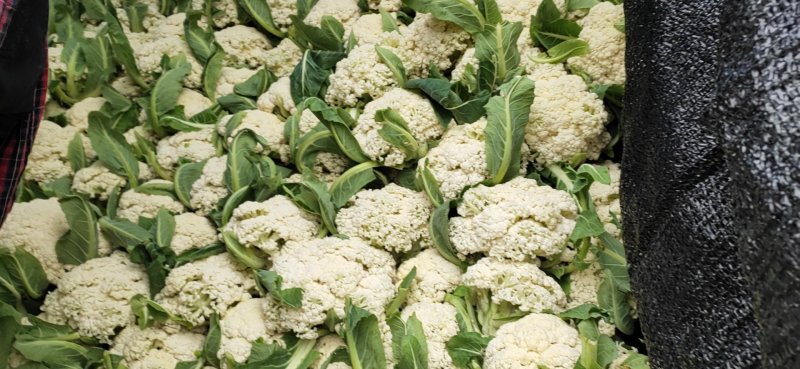 【有机花菜】有机花莱小米粒松花私产产地直发量大优惠电联