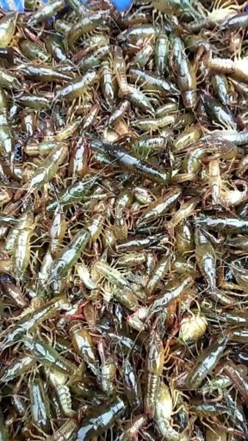 非常漂亮小龙虾虾苗80～120尾
