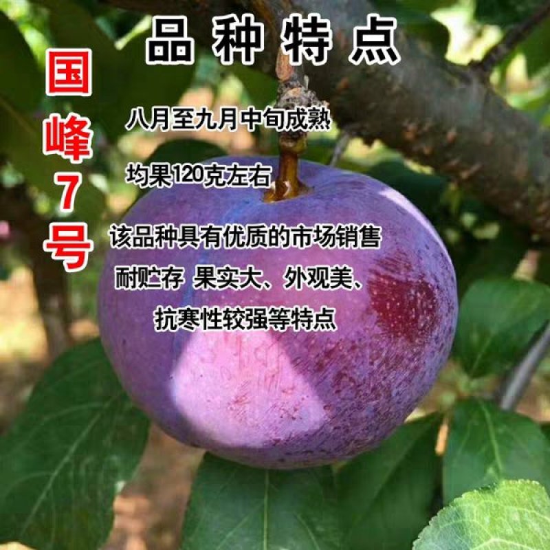 李子苗国峰七号李子正宗嫁接苗基地直销包成活