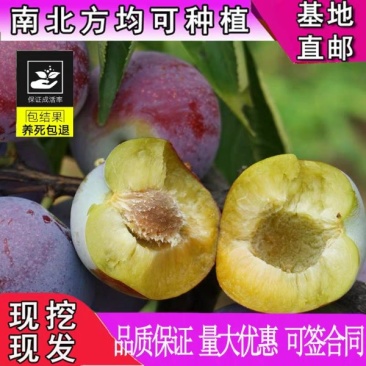 李子苗国峰七号李子正宗嫁接苗基地直销包成活