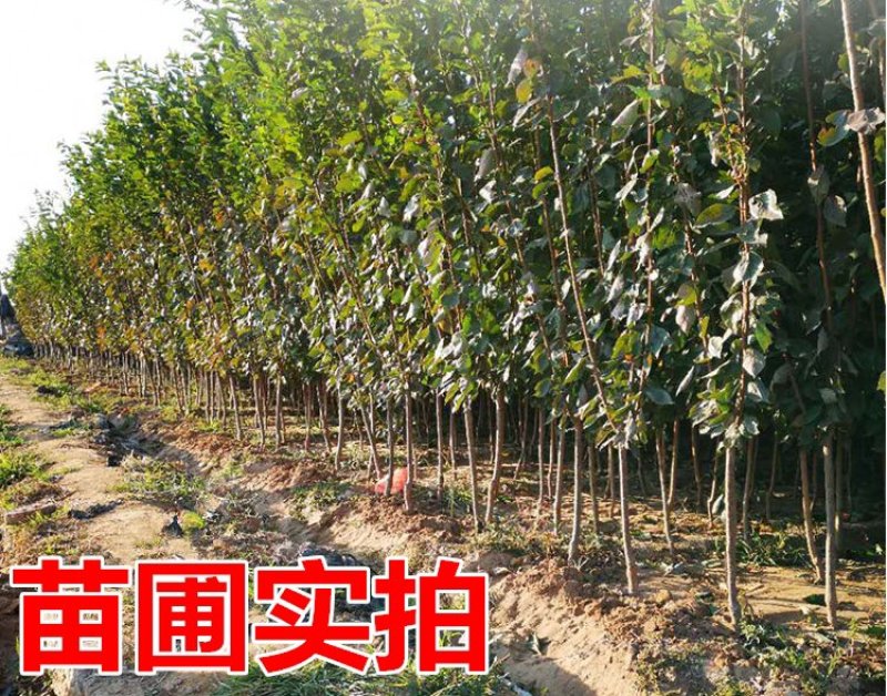李子苗国峰七号李子正宗嫁接苗基地直销包成活