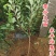 李子苗国峰七号李子正宗嫁接苗基地直销包成活