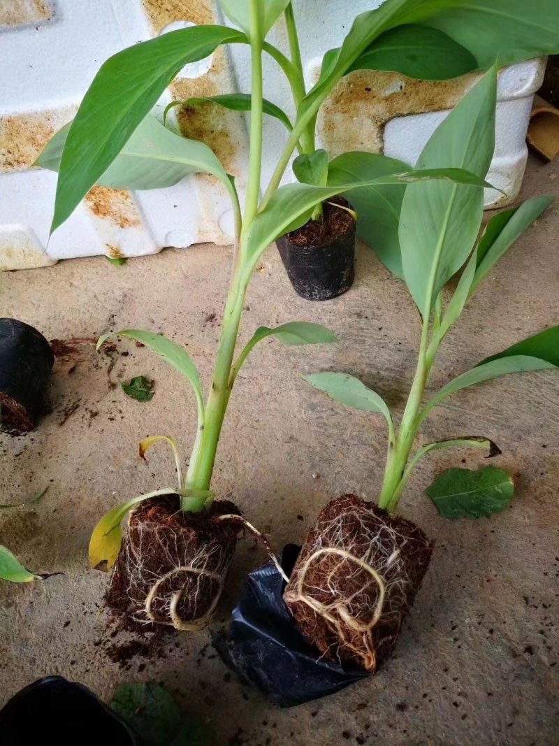 红香蕉苗粉蕉苗皇帝蕉苗威廉斯9号苗纯正品种