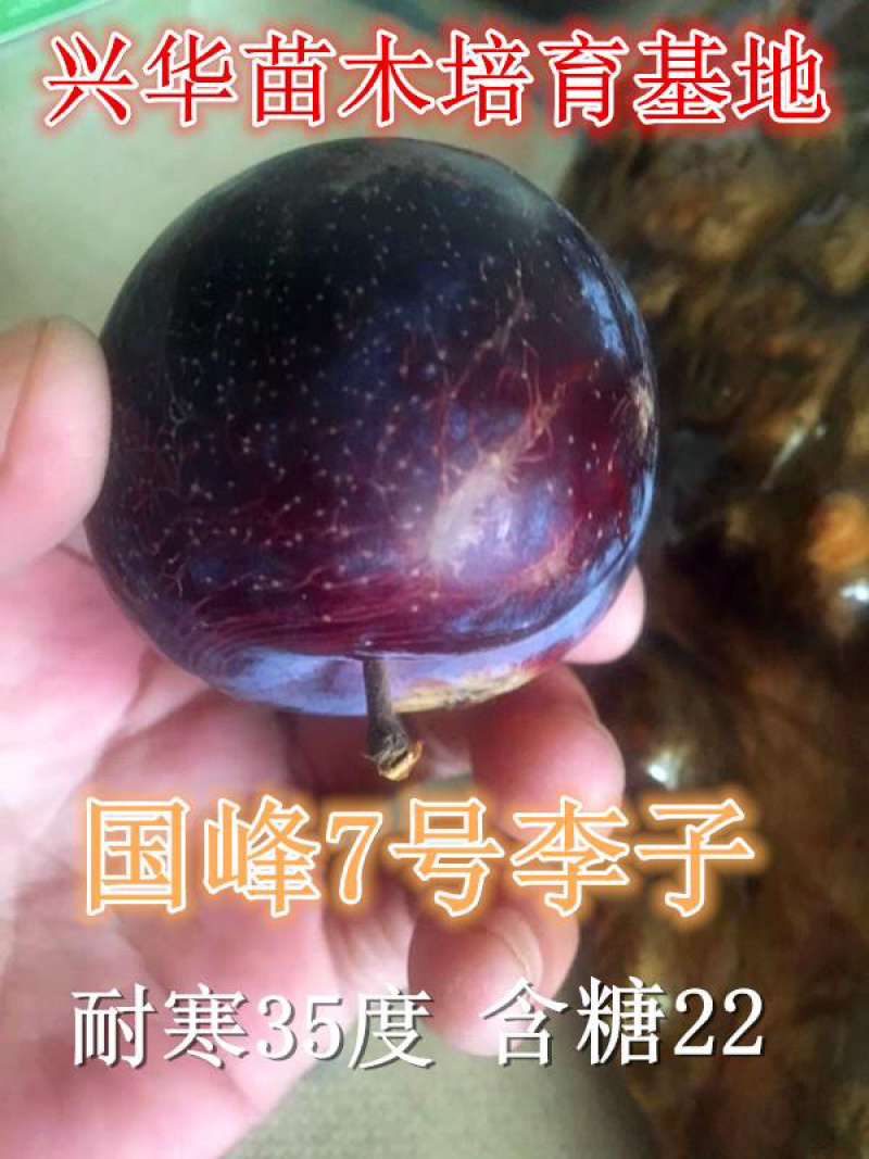 纯正国峰7号李子苗产地直发