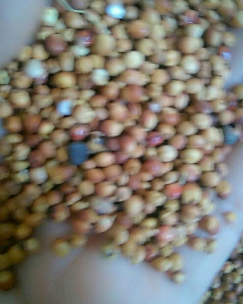 红茅6号高粮