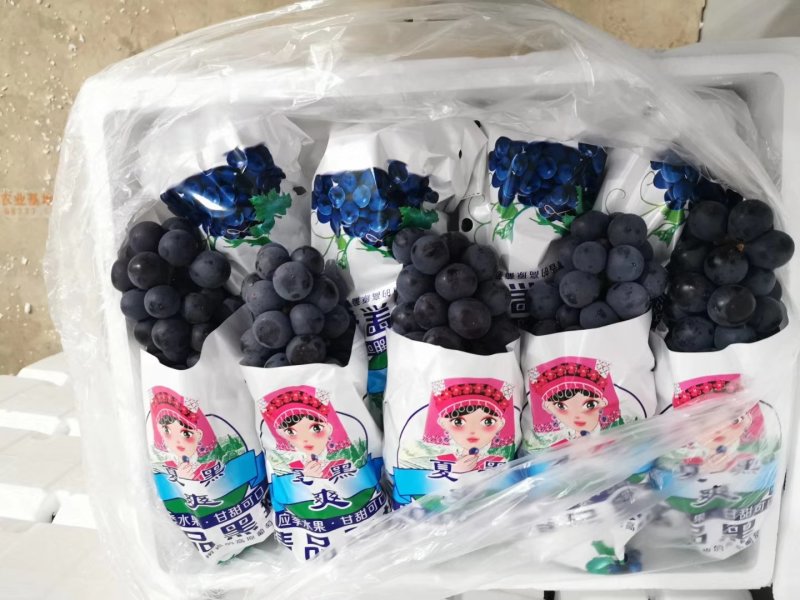云南夏黑葡萄大量上市！口感甜欢迎各地客商订购！