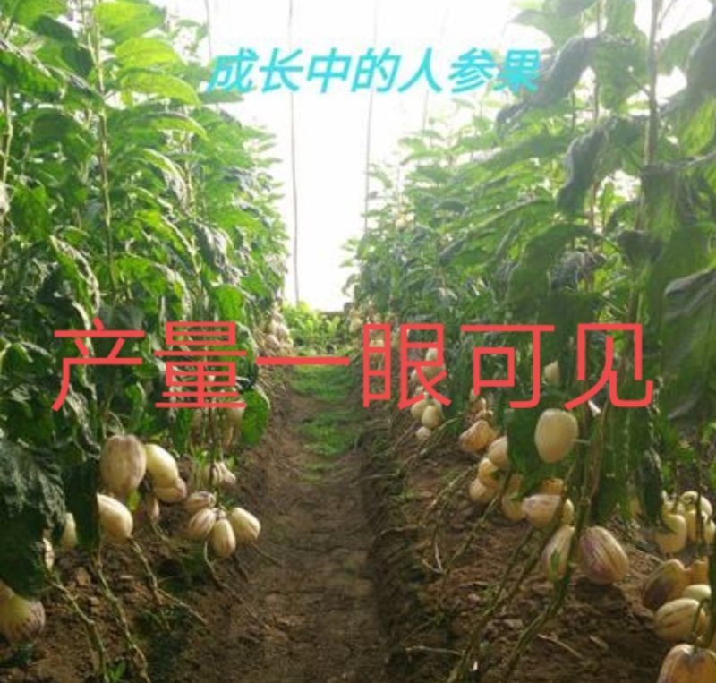 人参果苗包当年结果一年三季都可结果