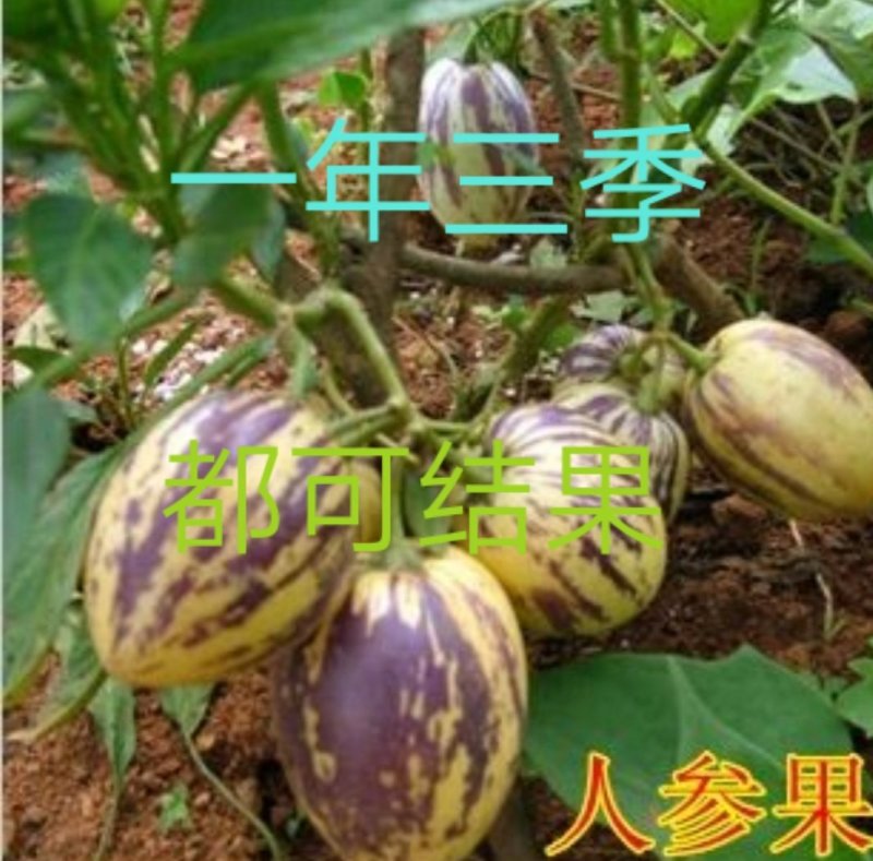 人参果苗包当年结果一年三季都可结果