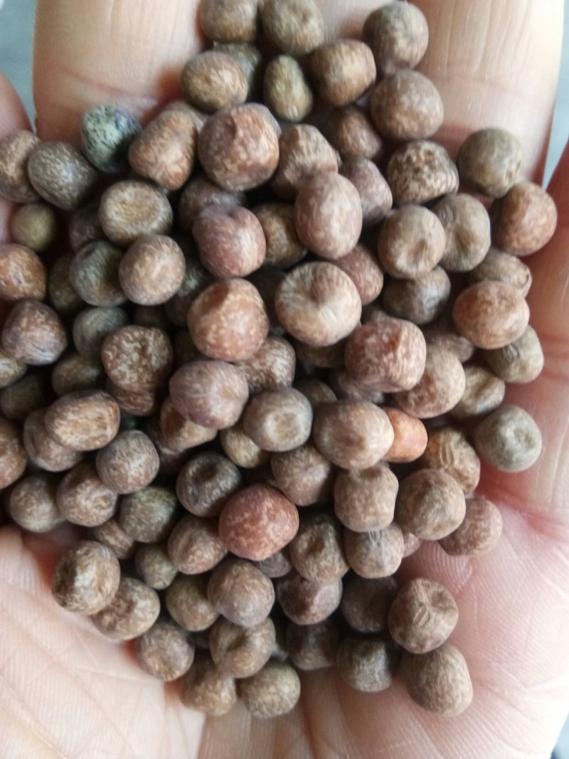 麻豌豆，大量批发麻豌豆，白豌豆，青豌豆，