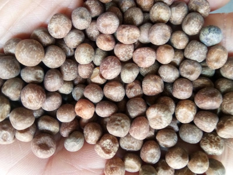 麻豌豆，大量批发麻豌豆，白豌豆，青豌豆，