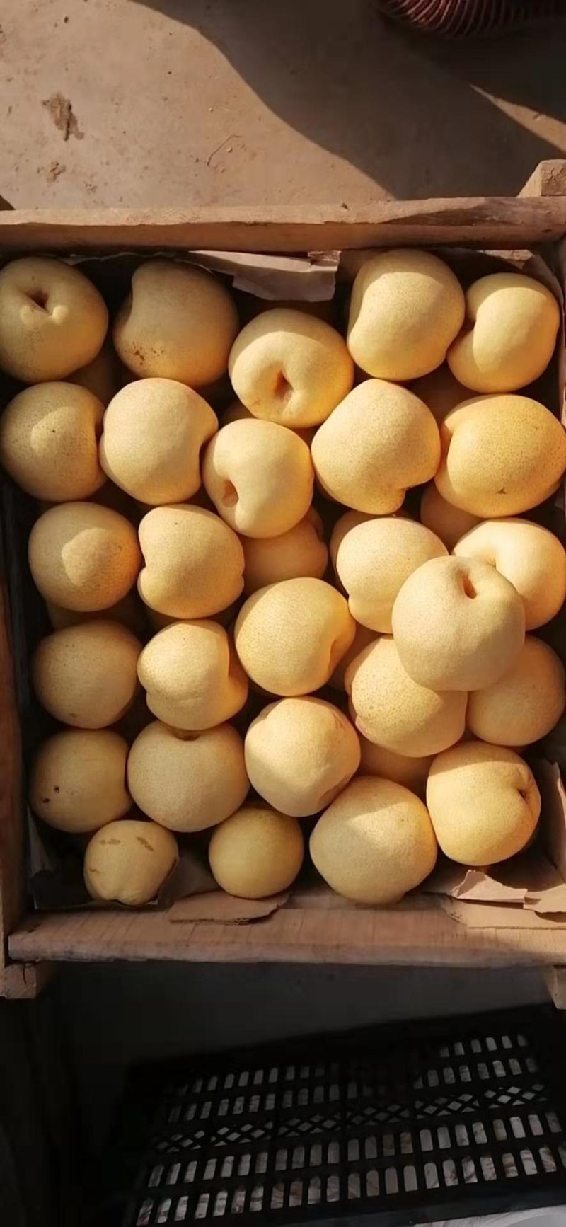 金鼎莉