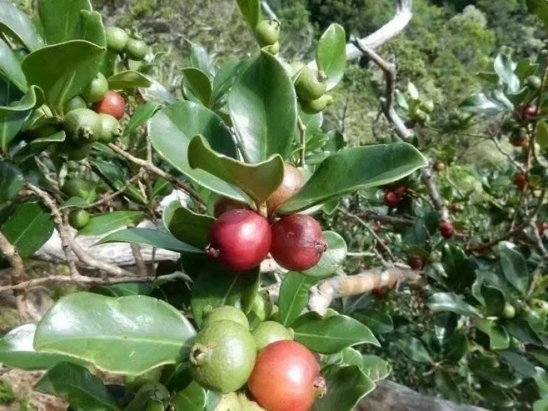 草莓味番石榴苗红皮番石榴苗2年苗包邮包存活